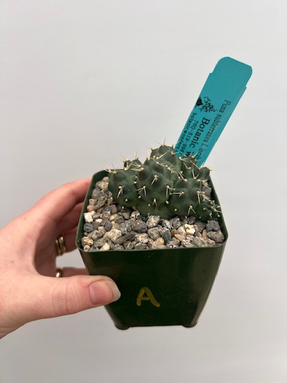 Puna subterranea f. incahuasi 3.5" Pot A