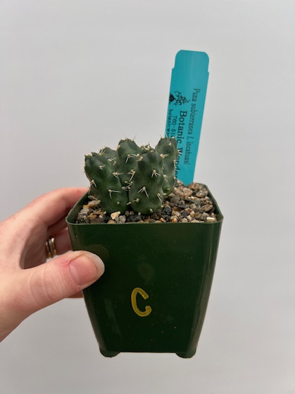 Puna subterranea f. incahuasi 3.5" Pot C