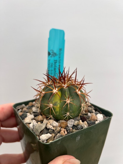 Melocactus warasii Variegata 3.5" Pot