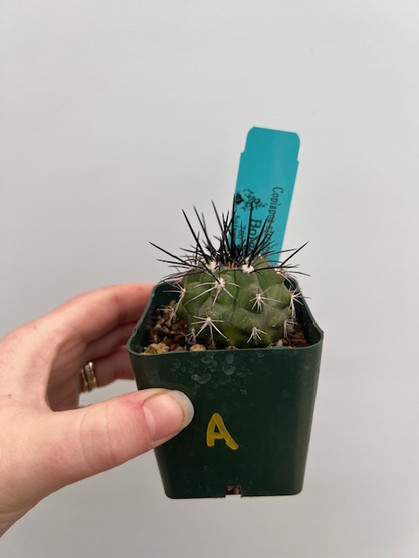 Copiapoa streptocaulon 3" Pot A
