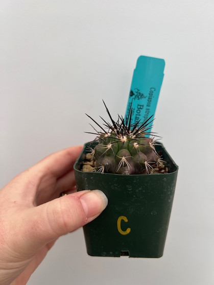 Copiapoa streptocaulon 3" Pot C