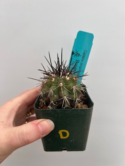 Copiapoa streptocaulon 3" Pot D
