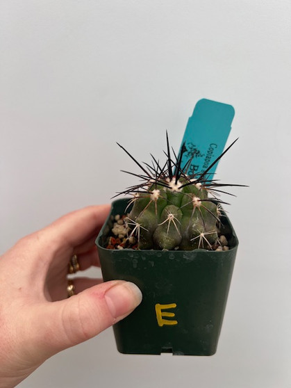 Copiapoa streptocaulon 3" Pot E