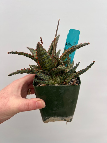 Aloe castilloniae hybrid 3.5" Pot