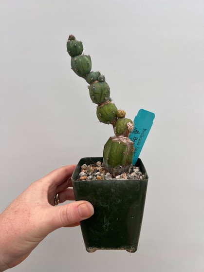 Myrtillocactus 'Stacker' 3.5" Pot