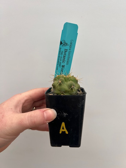 Copiapoa haseltoniana 2" Pot A