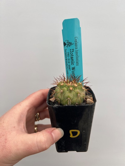 Copiapoa haseltoniana 2" Pot D