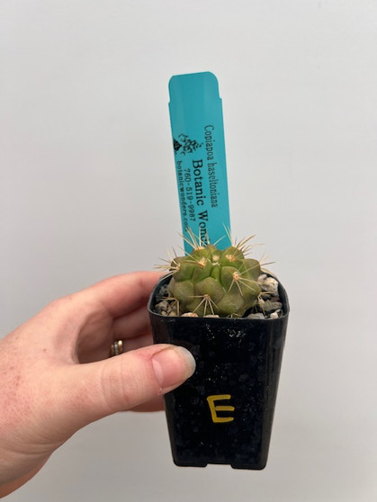 Copiapoa haseltoniana 2" Pot E