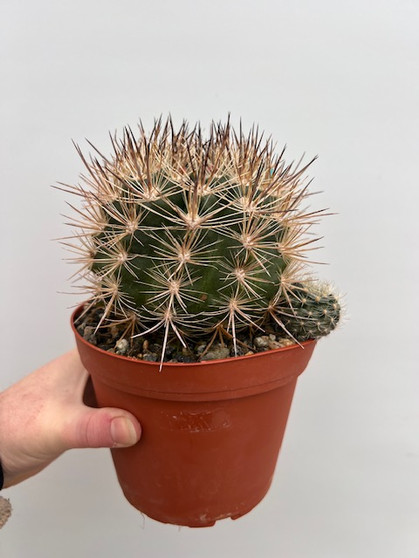 Neoporteria coimensis 6" Pot