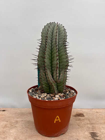 Euphorbia horrida noorsveldensis 6" Pot A