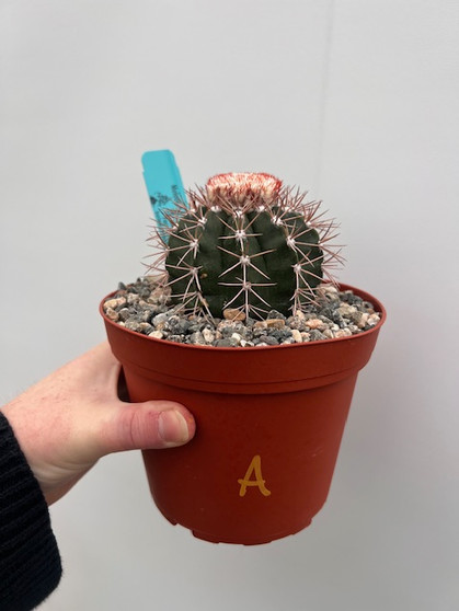 Melocactus violaceous 6" Pot A