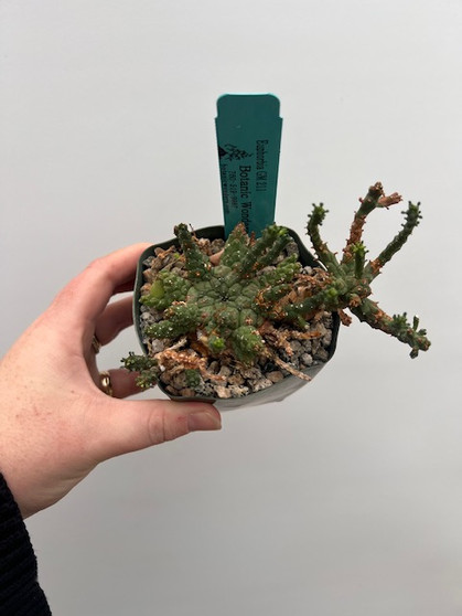 Euphorbia GM 211 3.5" Pot B