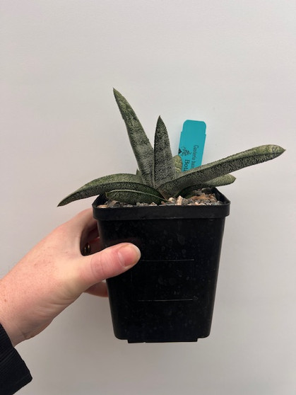 Gasteria batesiana #5 5" Pot