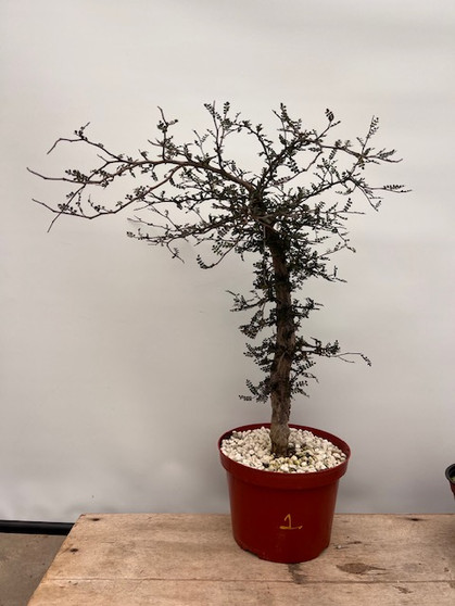 Operculicarya decaryi 8" Pot 1