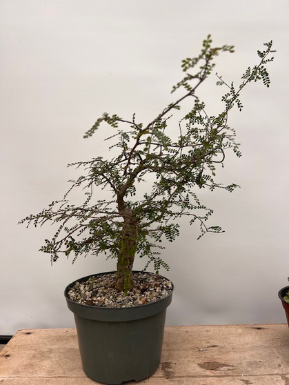 Operculicarya decaryi 8" Pot 2