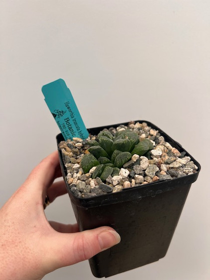 Haworthia truncata hybrid 5" Pot