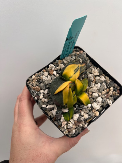 Gasteria armstrongii variegata 5" Pot 1