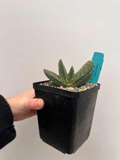 Gasteria retusa 5" Pot