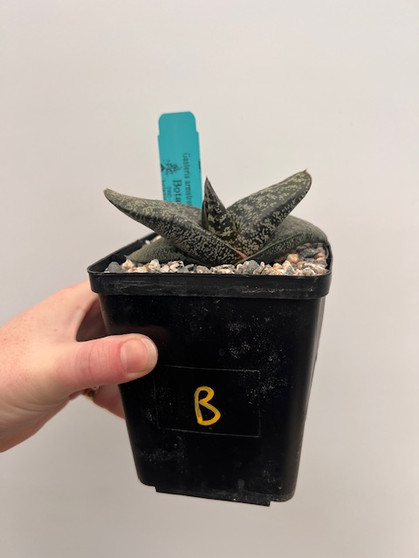 Gasteria armstrongii hybrid 5" Pot B