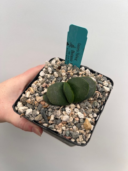 Gasteria 'Polliwog' 5" Pot