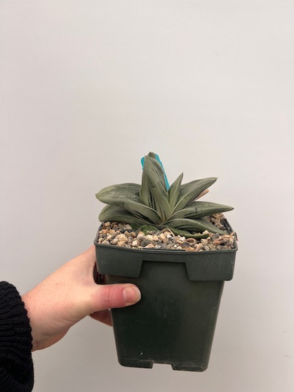 Gasteria 'Kodacara' 6" Pot - Double-headed + has pup!