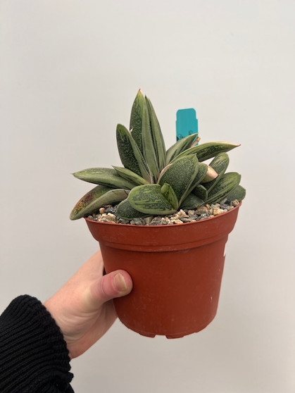 Gasteria "Japanese Hybrid" 6" Pot