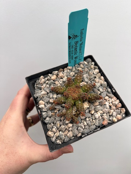 Euphorbia "Medusoid Hybrid" 5" Pot Med-2