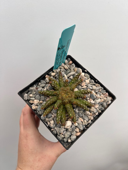 Euphorbia "Medusoid Hybrid" 5" Pot Med-8