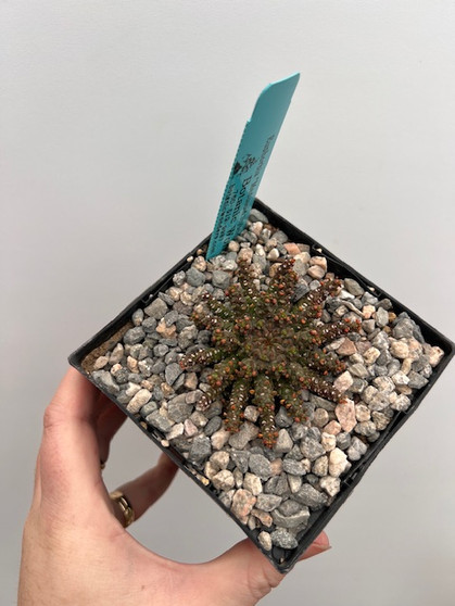 Euphorbia "Medusoid Hybrid" 5" Pot Med-10