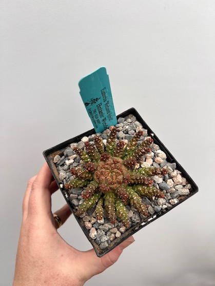 Euphorbia "Medusoid Hybrid" 5" Pot Med-13