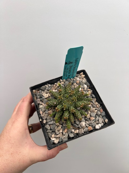Euphorbia "Medusoid Hybrid" 5" Pot Med-16