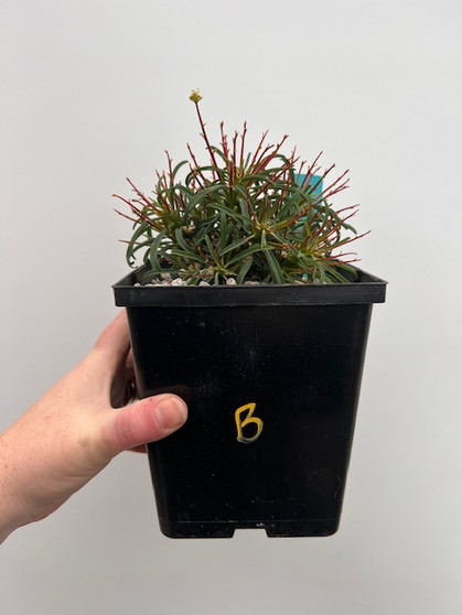 Euphorbia loricata 6" Pot B