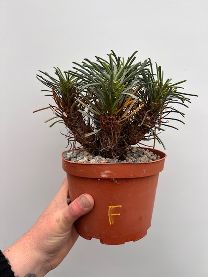 Euphorbia multifolia 6" Pot F