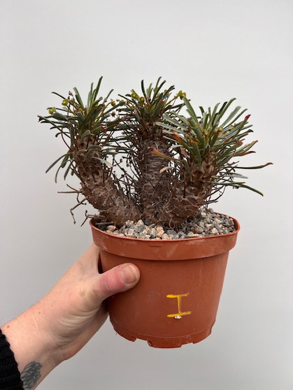 Euphorbia multifolia 6" Pot I