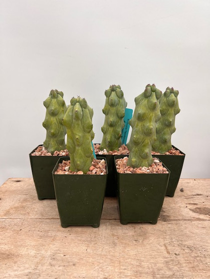 Myrtillocactus 'Fukurokuryuzinboko' 3.5" Pots