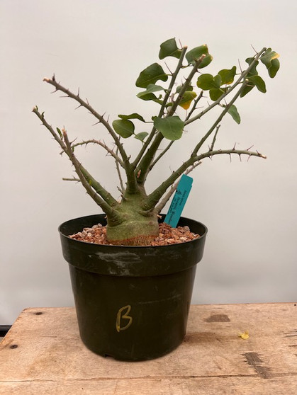 Adenia spinosa 8" Pot B
