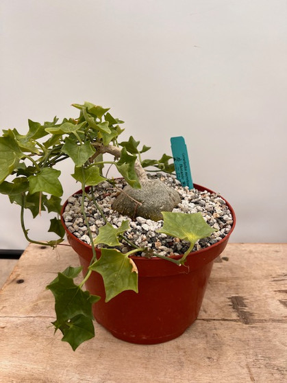 Gerrardanthus macrorhizus 8" Pot