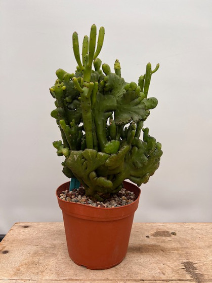 Euphorbia leucodendron crest 6" Pot