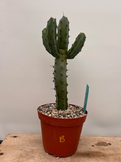 Myrtillocactus geometrizans 6" Pot B - Grigsby Dwarf Form