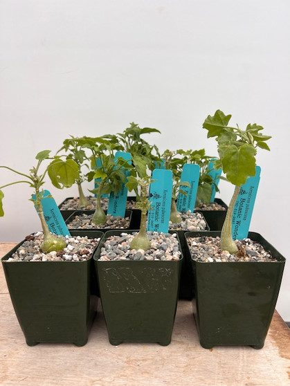 Xerosicyos pubescens 3.5" Pots