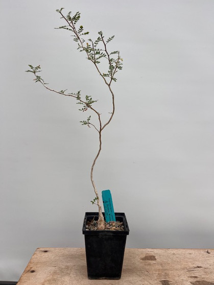 Pachycormus discolor v. pubescens 5" Pot