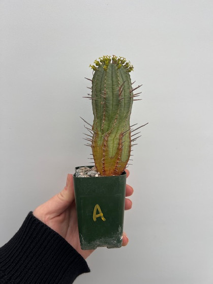 Euphorbia hybrids 2" Pot A - Choice Hybrids