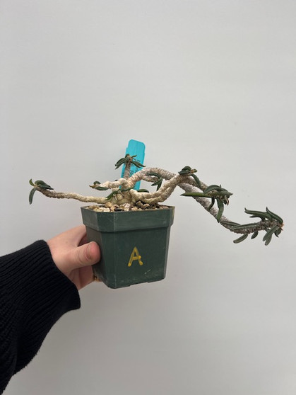 Euphorbia cylindrifolia ssp. tuberifera 4" Pot A