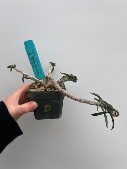 Euphorbia cylindrifolia ssp. tuberifera 4" Pot D