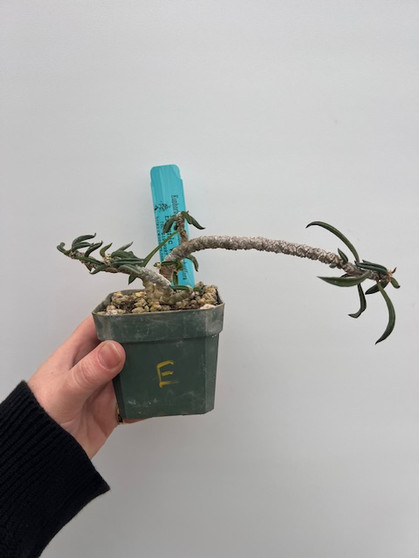 Euphorbia cylindrifolia ssp. tuberifera 4" Pot E