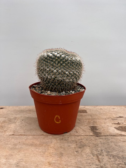 Mammillaria parkinsonii 6" Pot C - Starting to form Owl Eyes
