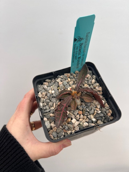 Euphorbia francoisii v. crassicaulis 5" Pot C