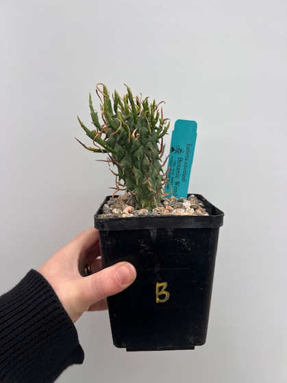 Euphorbia schoenlandii 5" Pot B