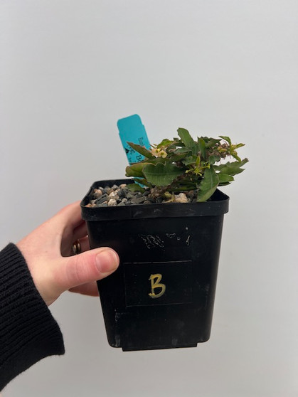 Euphorbia millii x Euphorbia decaryi 5" Pot B
