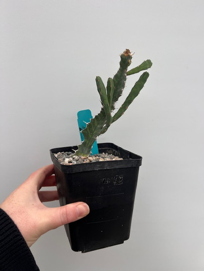 Euphorbia buruana 5" Pot